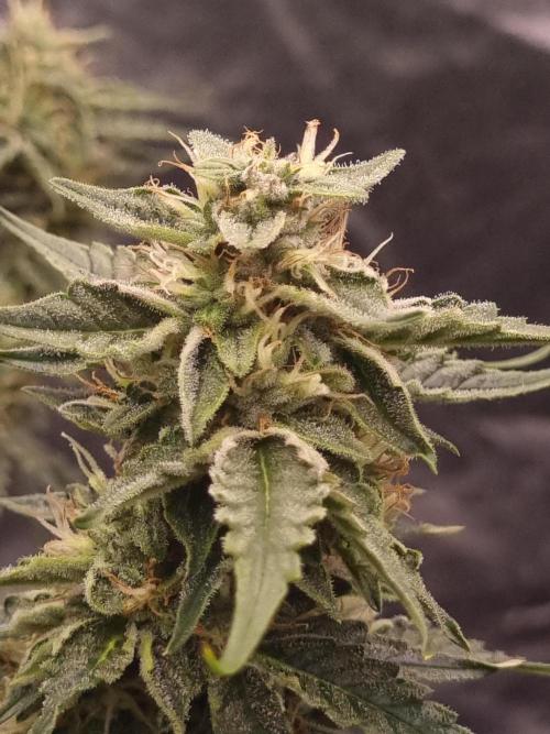 Santa Marta Haze Auto. Week 10