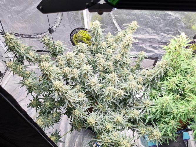 Santa Marta Haze Auto. Week 11