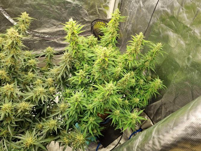 Santa Marta Haze Auto. Week 11