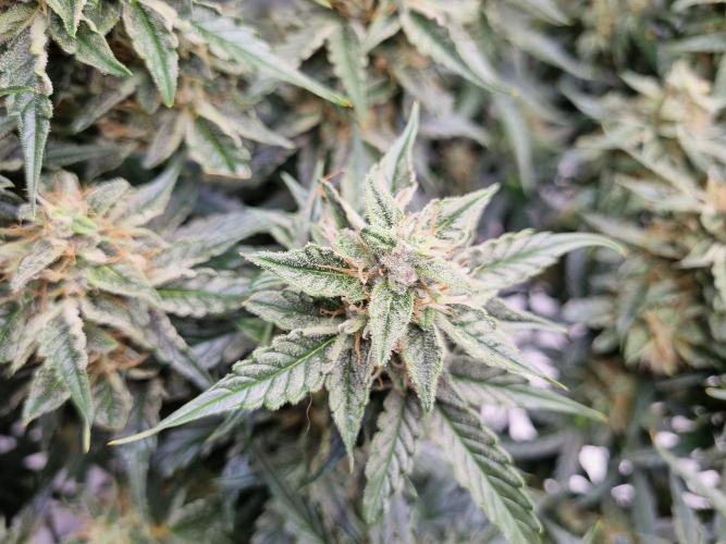 Santa Marta Haze Auto. Week 11