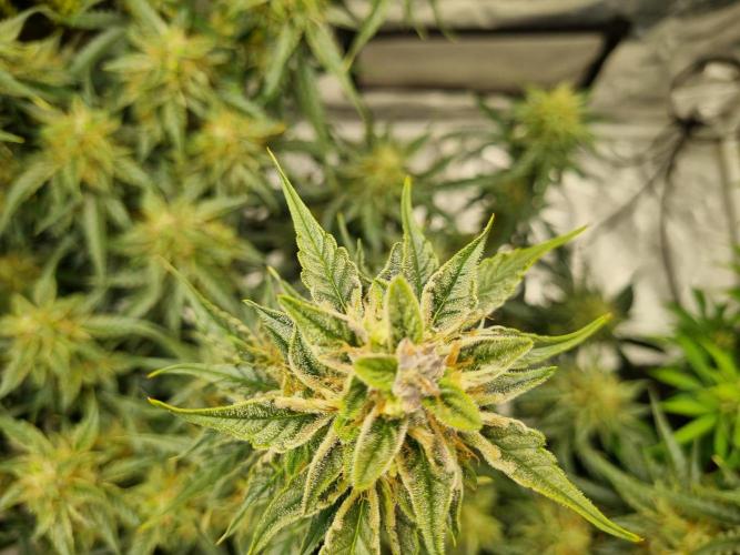 Santa Marta Haze Auto. Week 11