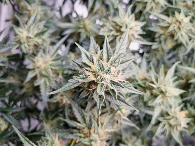 Santa Marta Haze Auto. Week 11