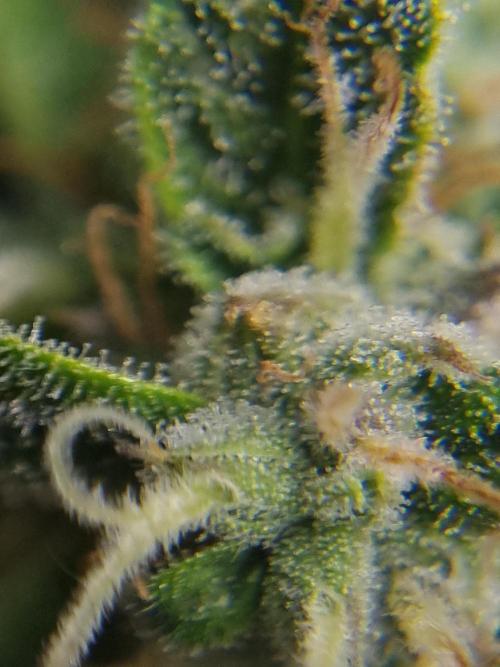 Santa Marta Haze Auto. Week 11