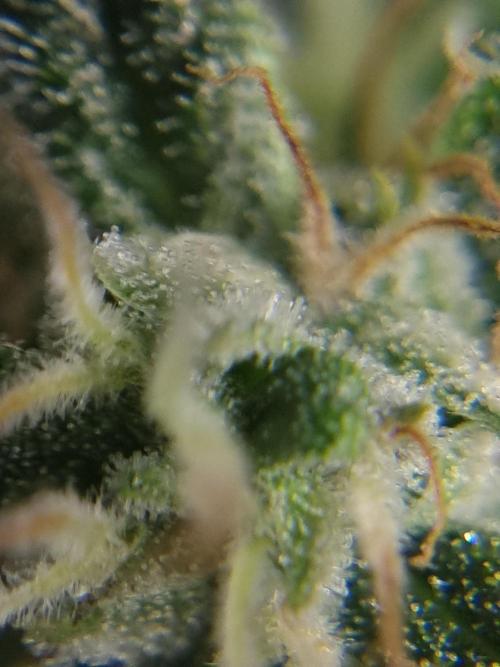 Santa Marta Haze Auto. Week 11