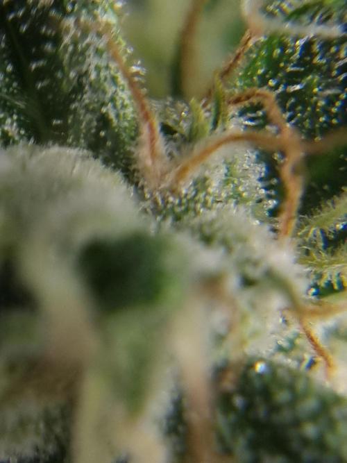 Santa Marta Haze Auto. Week 11