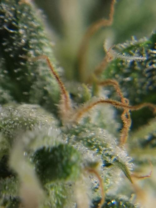 Santa Marta Haze Auto. Week 11