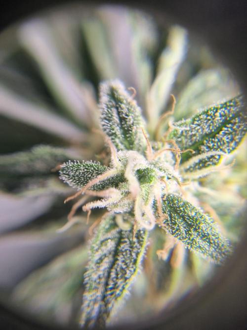 Santa Marta Haze Auto. Week 11