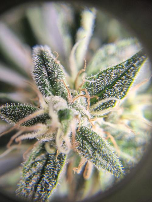 Santa Marta Haze Auto. Week 11