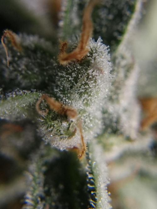 Santa Marta Haze Auto. Week 12