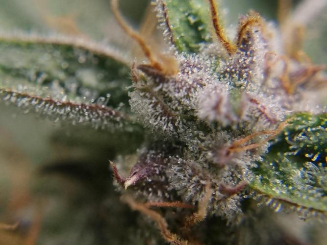 Santa Marta Haze Auto. Week 12