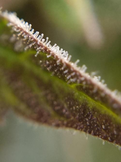 Santa Marta Haze Auto. Week 12