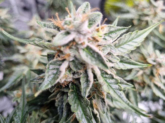 Santa Marta Haze Auto. Week 12