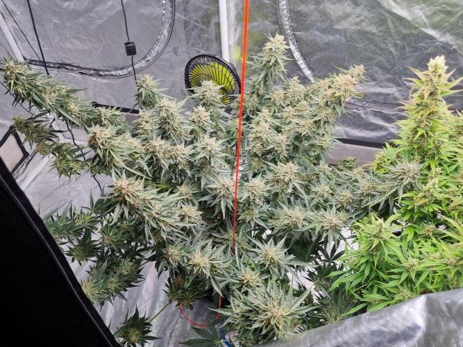 Santa Marta Haze Auto. Week 12