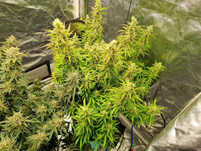 Santa Marta Haze Auto. Week 12