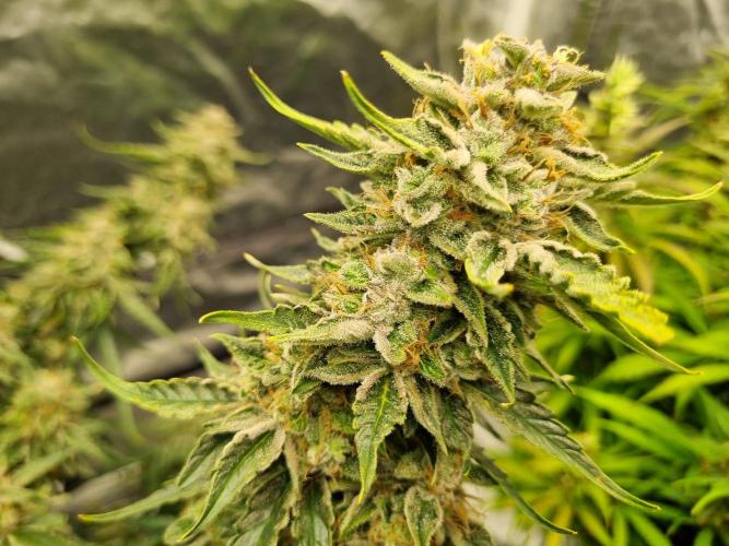 Santa Marta Haze Auto. Week 12