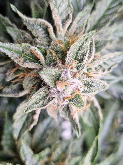 Santa Marta Haze Auto. Week 12