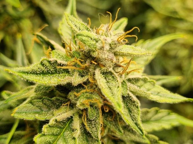 Santa Marta Haze Auto. Week 12