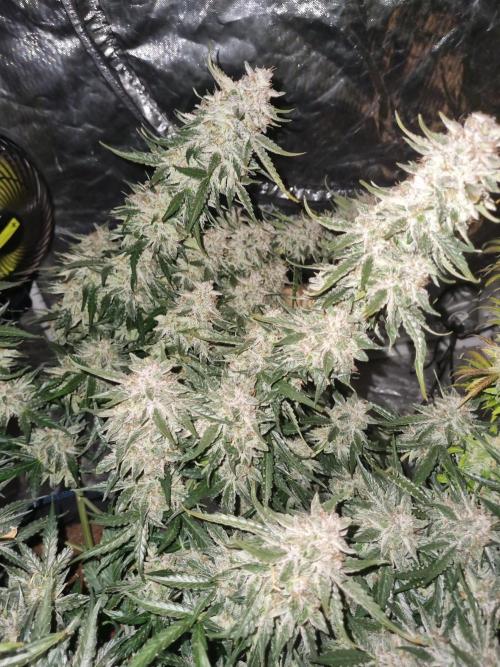 Santa Marta Haze Auto. Week 13
