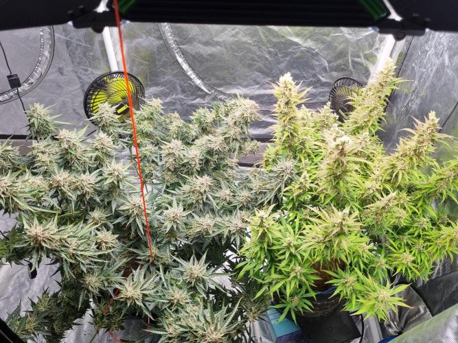 Santa Marta Haze Auto. Week 13
