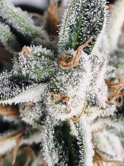 Santa Marta Haze Auto. Week 13
