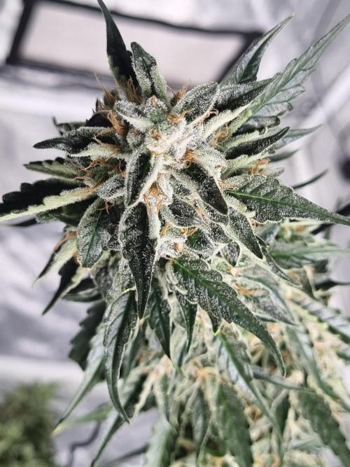 Santa Marta Haze Auto. Week 13