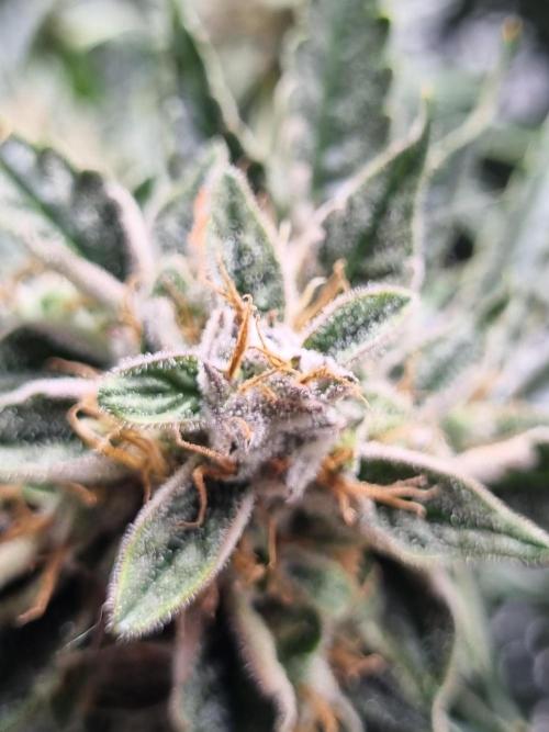 Santa Marta Haze Auto. Week 13