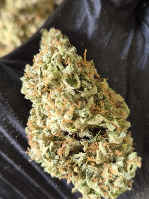 Santa Marta Haze Auto. Week 15