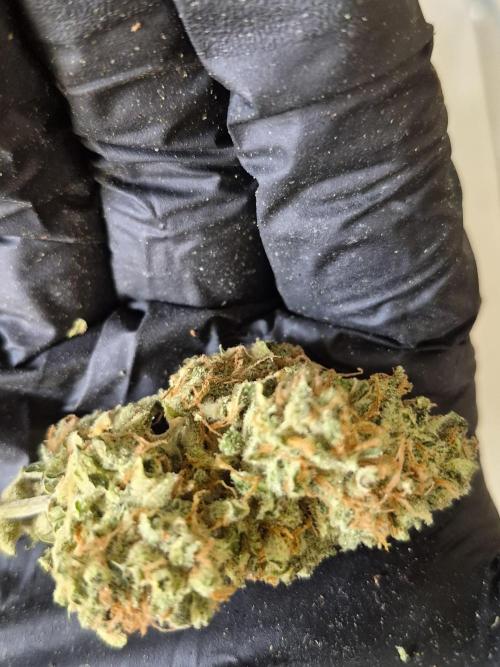 Santa Marta Haze Auto. Week 15