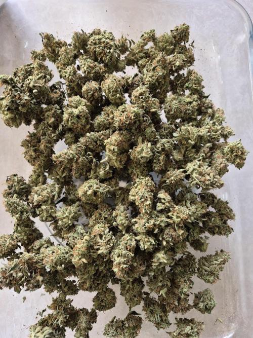 Santa Marta Haze Auto. Week 15