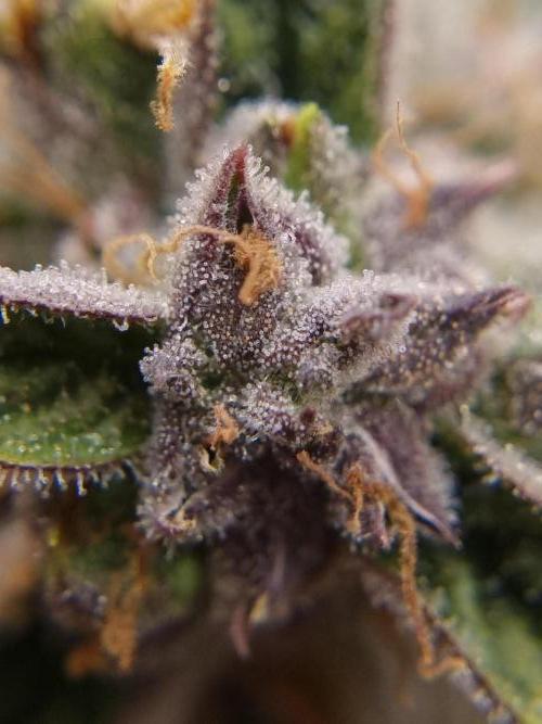 Santa Marta Haze Auto. Week 12