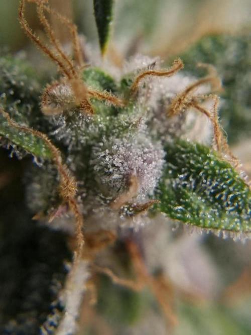 Santa Marta Haze Auto. Week 12