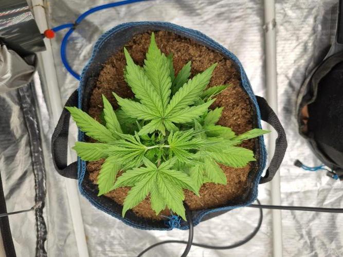 Santa Marta Haze Auto. Week 4