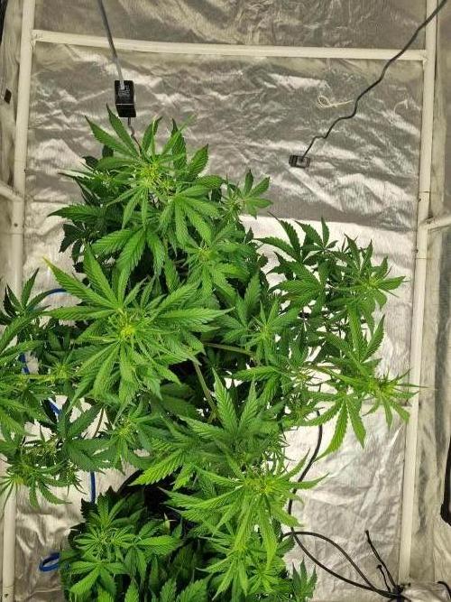 Santa Marta Haze Auto. Week 6