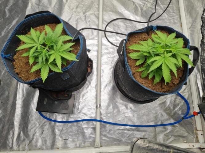 Santa Marta Haze Auto. Week 4