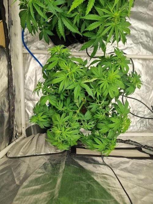 Santa Marta Haze Auto. Week 6