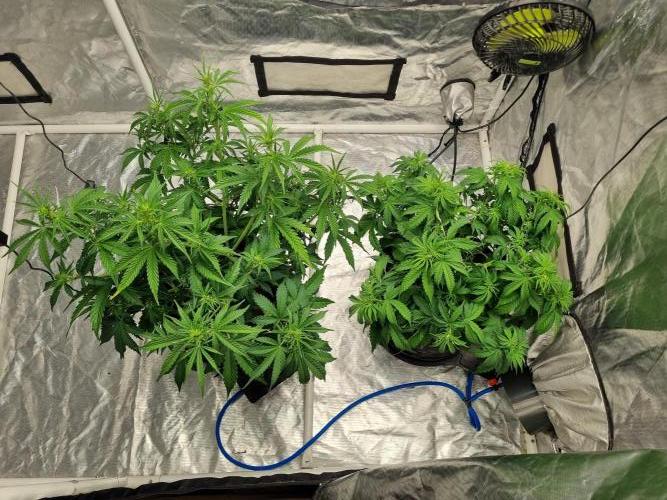 Santa Marta Haze Auto. Week 6