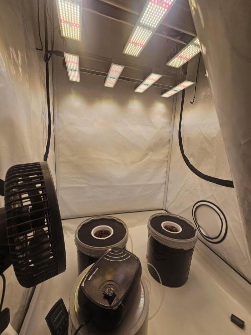 Erster Hydroponic Anbau. Week 0