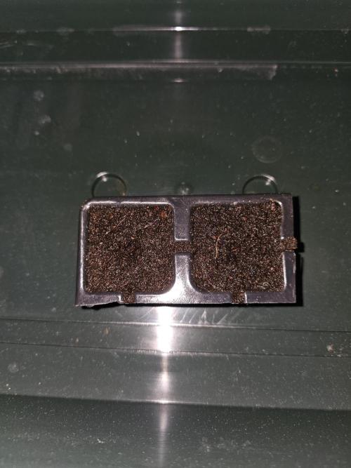 Erster Hydroponic Anbau. Week 0