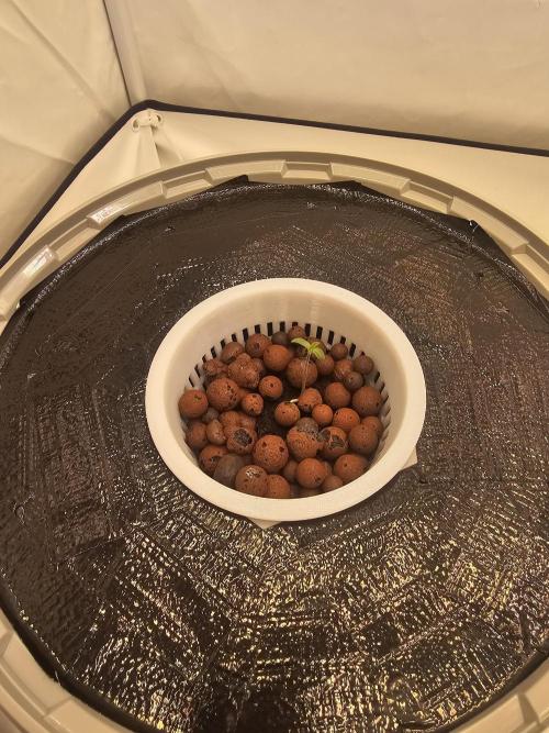 Erster Hydroponic Anbau. Week 0