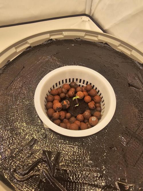 Erster Hydroponic Anbau. Week 0