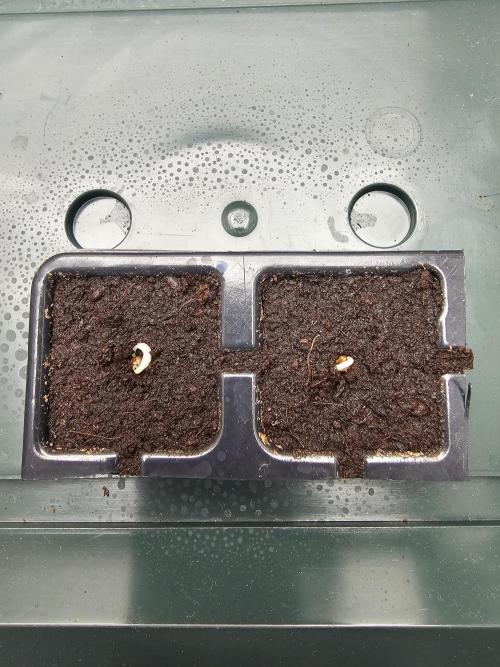 Erster Hydroponic Anbau. Week 0