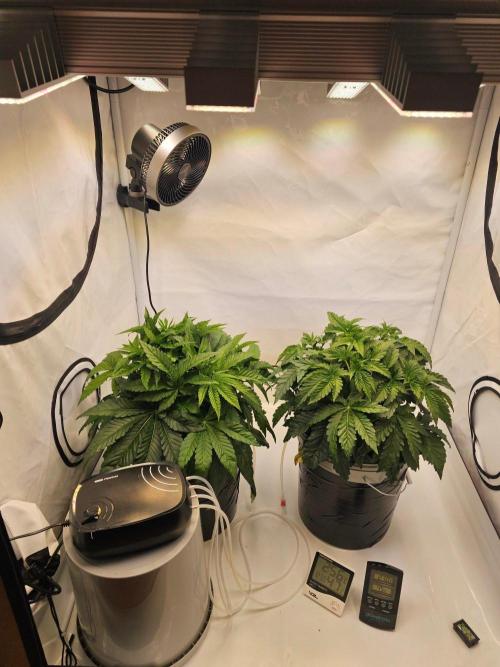 Erster Hydroponic Anbau. Week 3