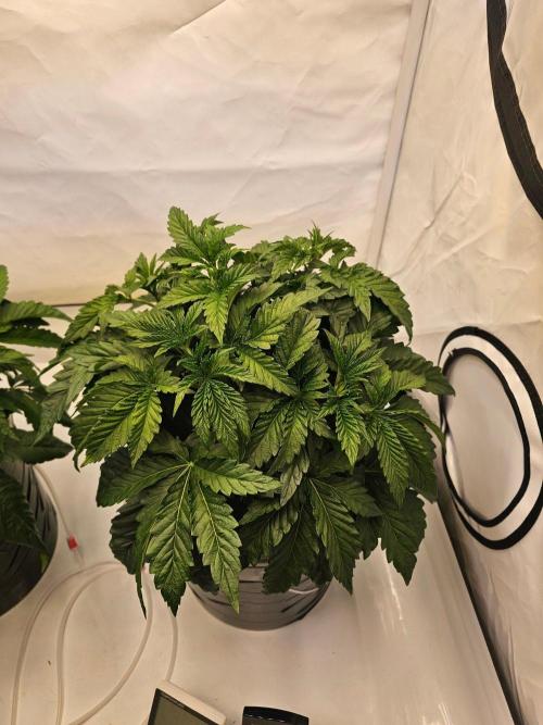 Erster Hydroponic Anbau. Week 3