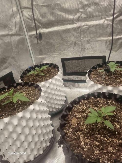 Mephisto : Bear Knuckles. Week 1 - 1w