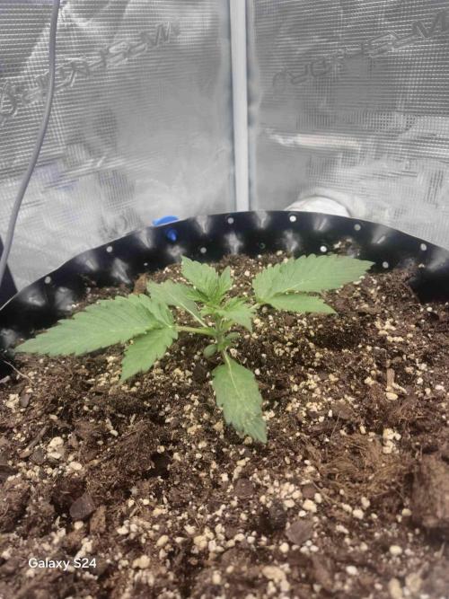 Mephisto : Bear Knuckles. Week 1 - 1w