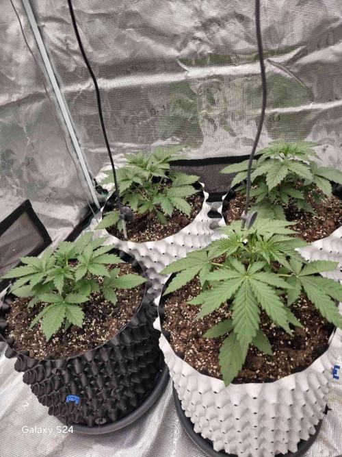 Mephisto : Bear Knuckles. Week 2 - Week 2