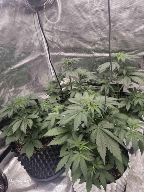 Mephisto : Bear Knuckles. Week 3 - week 3 