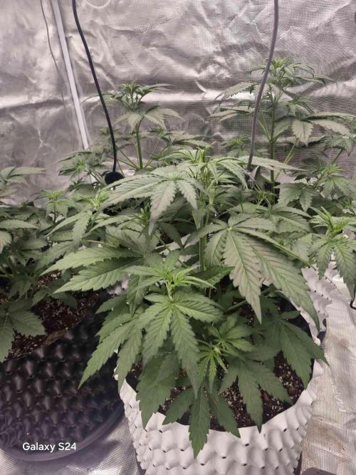 Mephisto : Bear Knuckles. Week 3 - week 3