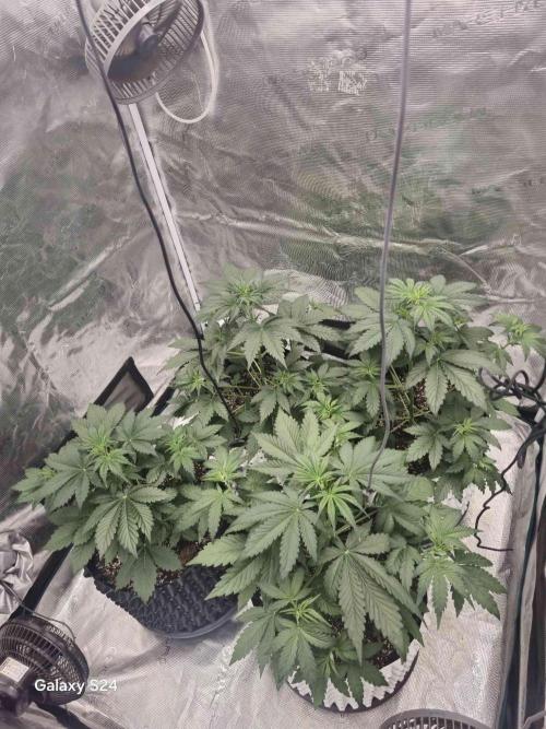 Mephisto : Bear Knuckles. Week 3 - week 3 