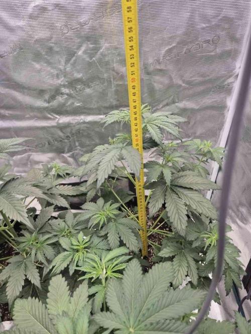 Mephisto : Bear Knuckles. Week 3 - day 26